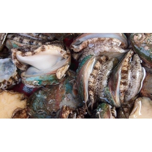 它比魚還鮮比肉要貴，一斤要價(jià)二十塊，大多人不認(rèn)識，多吃身體好